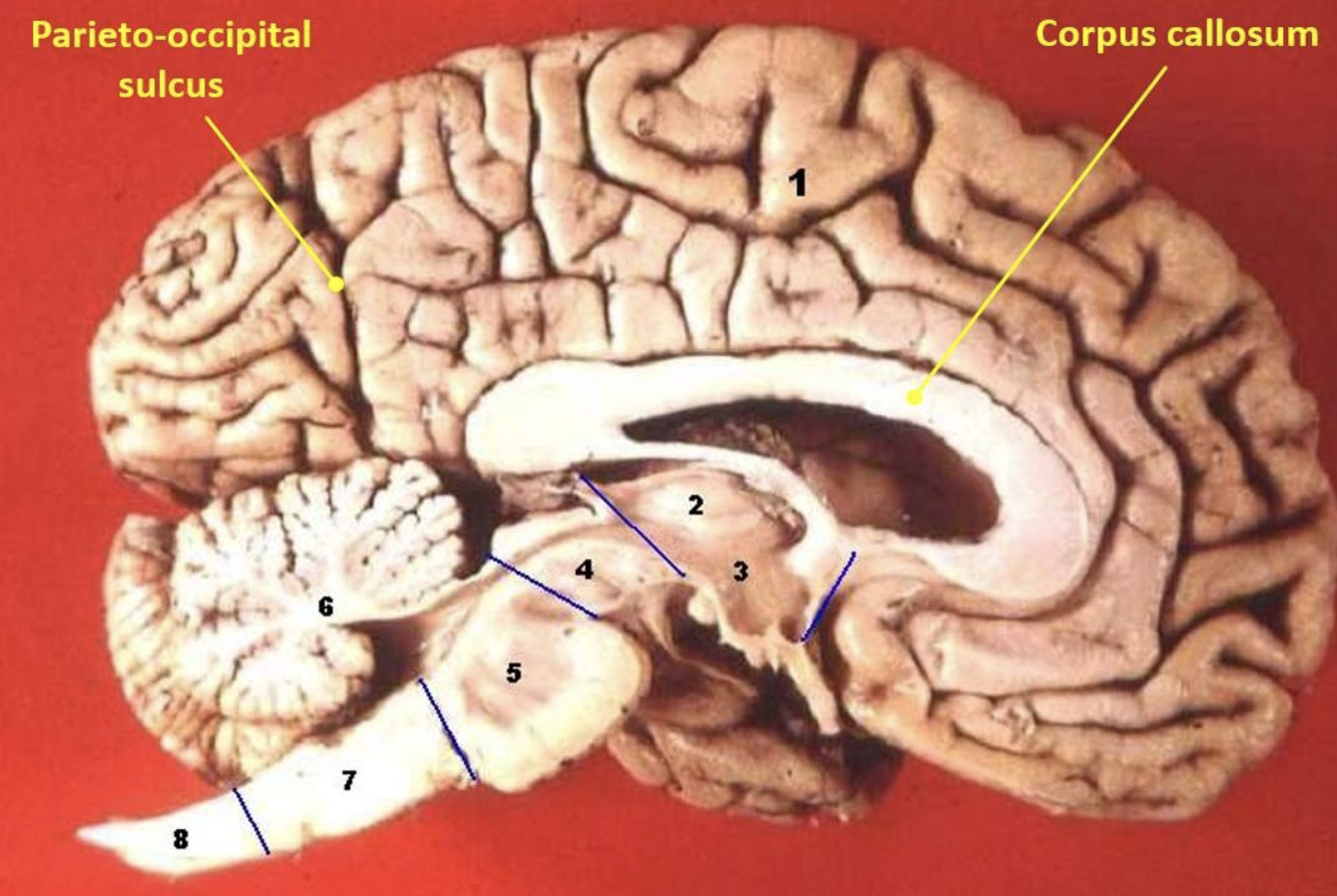 <p>8 </p>