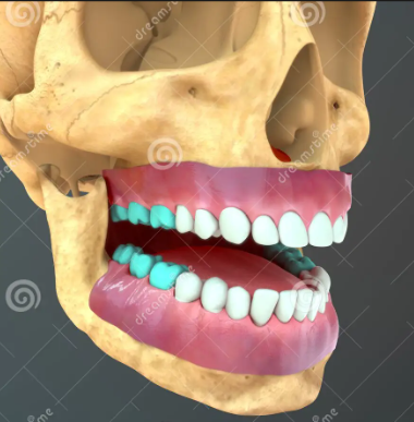 <p>What teeth are highlighted in blue?</p>