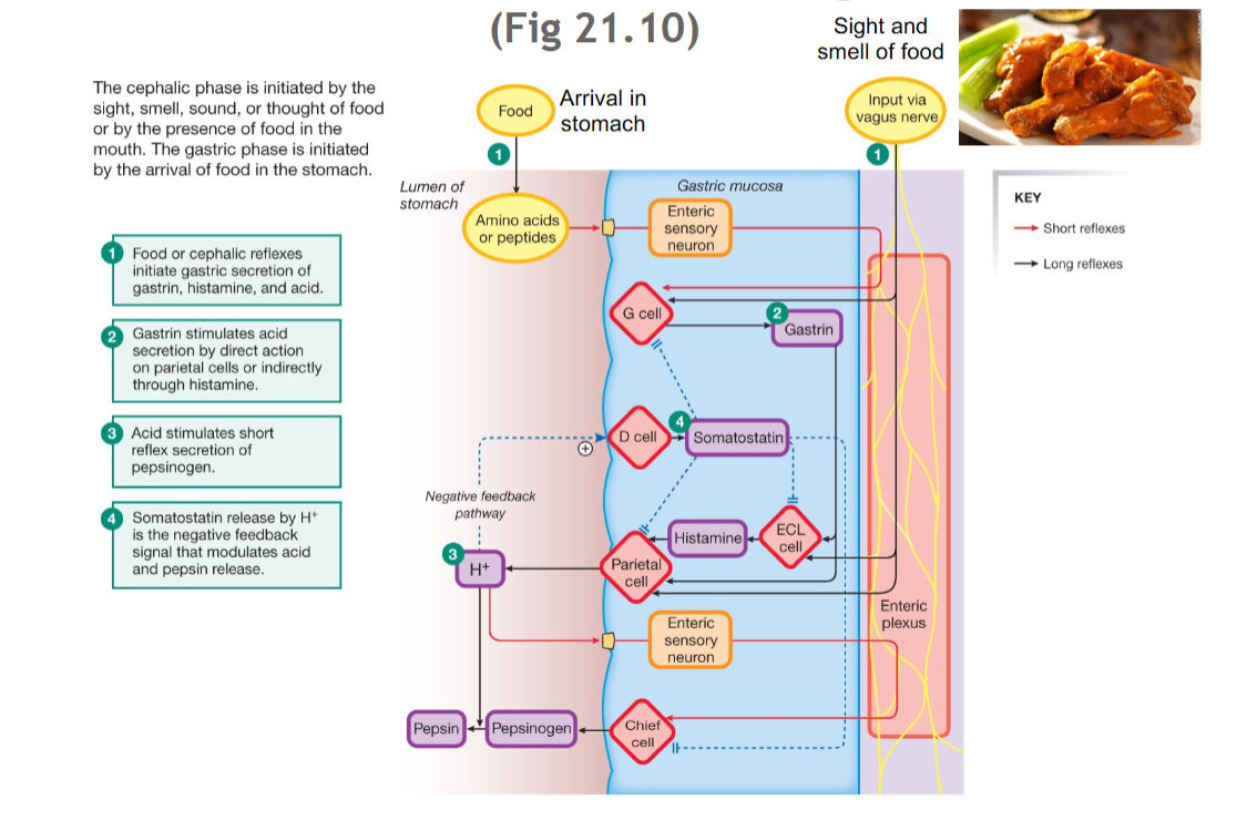 <p>Stomach secretion regulation</p>