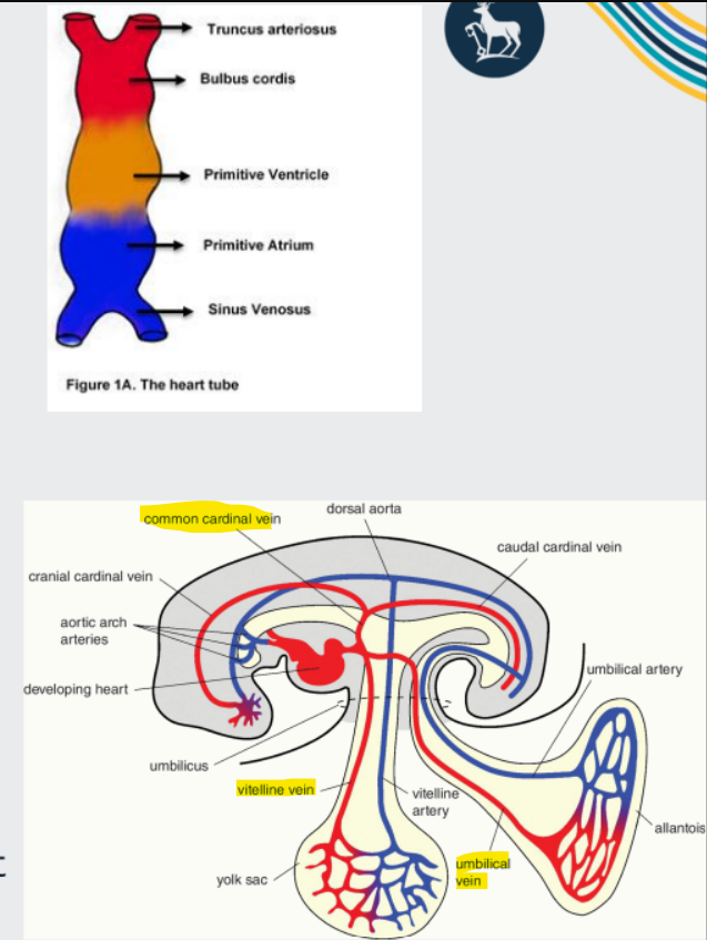 <p>Three <span style="color: purple;">paired </span>veins drain into the heart tube:</p><p></p><p><strong>Vitelline veins</strong> (return <span style="color: purple;">poorly oxygenated blood from the yolk </span>sac) - eventually forms plexus on duodenum and liver→portal vein system</p><p></p><p><strong>Umbilical veins </strong>(carry <span style="color: purple;">well-oxygenated blood from the primordial placent</span>a)</p><p></p><p><strong>Common cardinal veins</strong> (return p<span style="color: purple;">oorly oxygenated blood from the body of the embry</span>o)</p><p></p><p>Recall that venous return is shifted to th<span style="color: purple;">e right si</span>de, and the right sinus venosus is incorporated into the right atrium. The left sinus venosus is reduced and becomes coronary sinus</p>