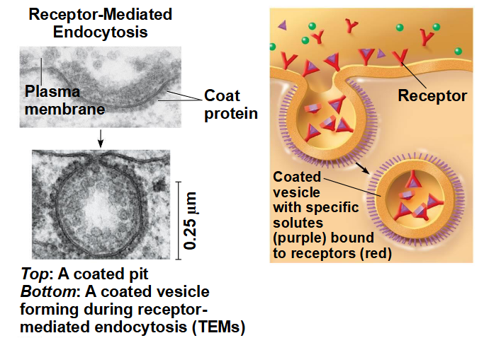 <p>Menselijke cellen maken gebruik van receptorgemedieerde endocytose om cholesterol op te nemen, dat wordt getransporteerd in deeltjes die lage-dichtheid-lipoproteïnen (LDL’s) worden genoemd</p><p><span data-name="black_small_square" data-type="emoji">▪</span> Bij personen met de aandoening familiale</p><p>hypercholesterolemie ontbreken de LDL-receptoreiwitten of zijn deze defect</p>