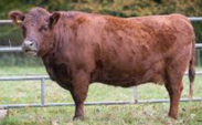 <p>welk type koe is dit</p>