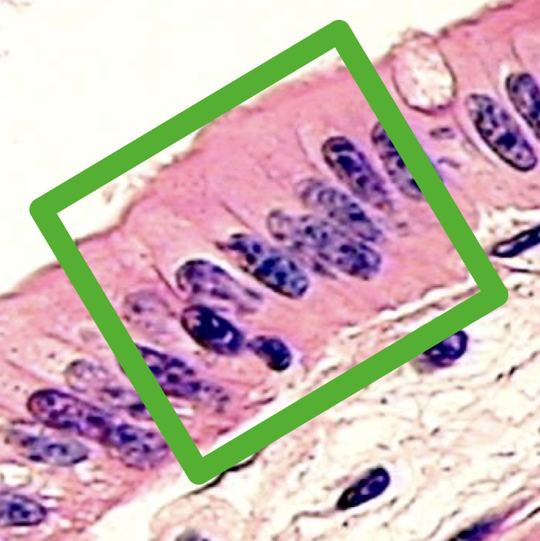 <p>This tissue makes up part of the oropharynx, the epithelium from the stomach to the end of the large intestine, the wall of the villus.</p>