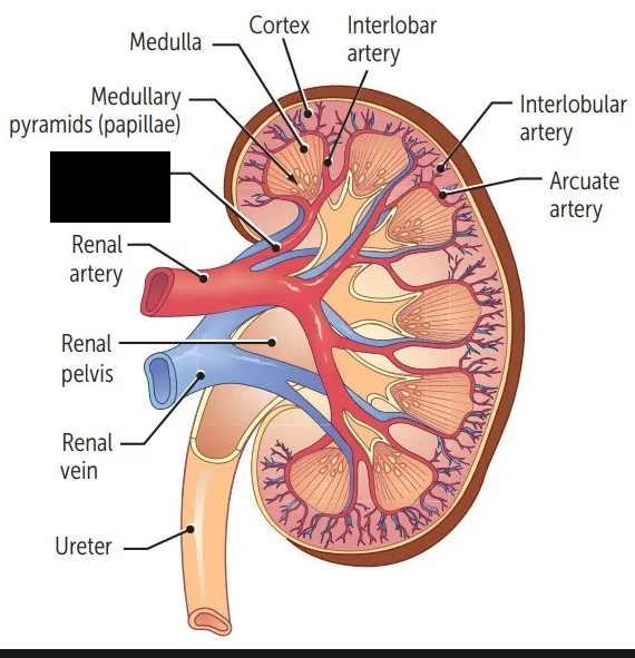 <p><span style="background-color: transparent;">The first branches of arteries after the renal artery. They branch off to form interlobar arteries.</span></p>
