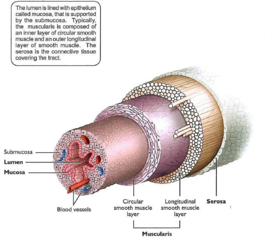 <p>Serosa: outer layer, simple squamous cells</p><p>Muscularis: (outer longitudinal and inner circular layer), contractions to transport secretory products, gametes and embryos, fetus expulsion </p><p>Submucosa: blood vessels, nerves and lymphatics</p><p>Mucosa: lines the lumen made of mucosal epithelium to produce fluid or ciliated to move </p><p></p>