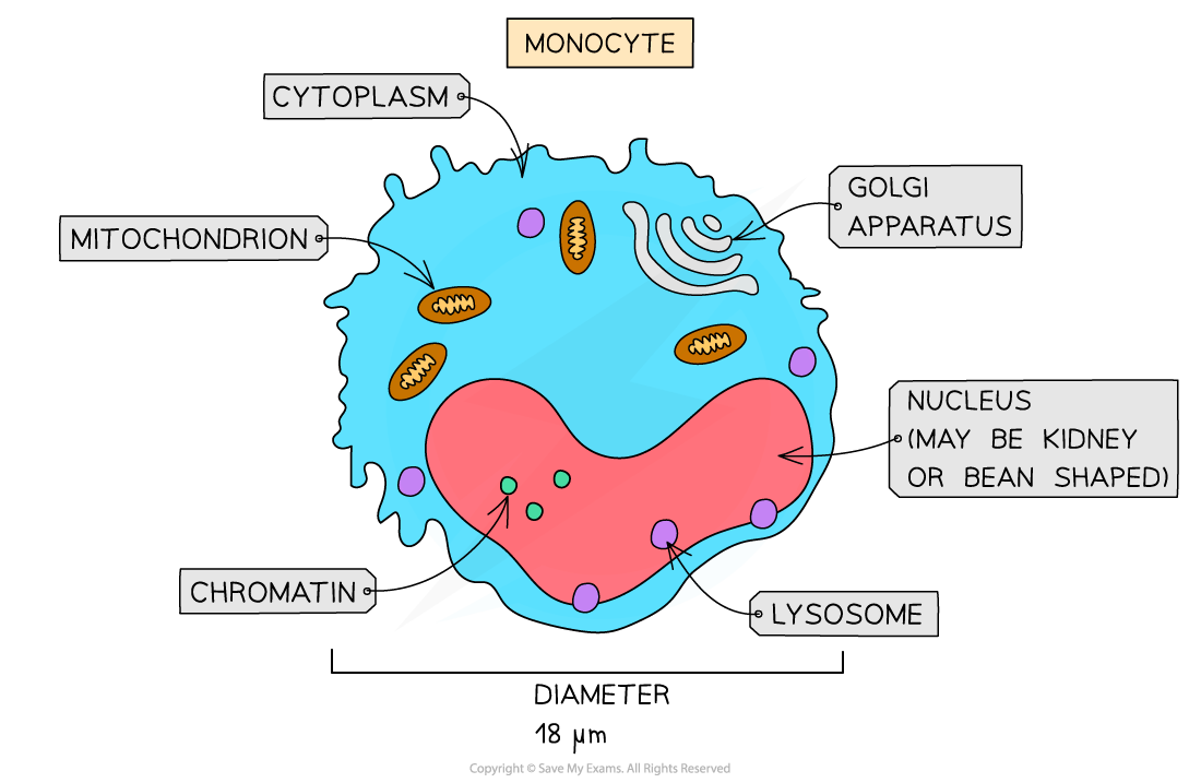 <p>Characteristics of white blood cells (leucytes)</p>