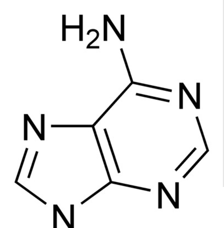 <p>What is the chemical name of Adenine (A)?</p>