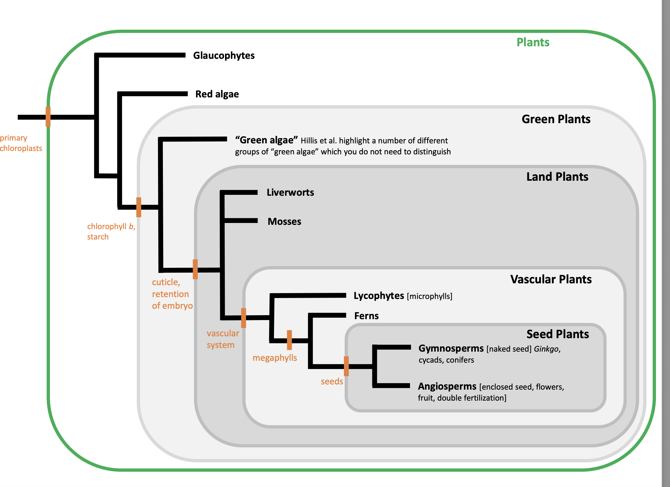 <p>_____ are <strong><mark data-color="rgba(0, 0, 0, 0)" style="background-color: rgba(0, 0, 0, 0); color: inherit;">a monophyletic group originating over a billion years ago from algal ancestors</mark></strong>.  (green algae) </p>