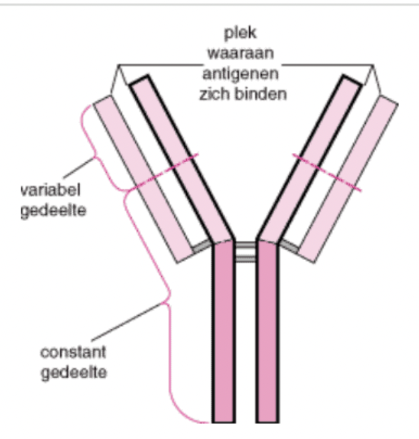 <p>bestaat uit 2 zware en 2 lichte ketens, verbonden door zwavelbruggen</p><ul><li><p>Fab-gedelte van antilichaam zorgt voor herkenning antigeen</p><ul><li><p>uniek voor ieder antilichaam en dus voor elke ziekte/conditie</p></li></ul></li><li><p>Fc-gedeelte is constante deel van antilichaam → van belang voor effector functie</p><ul><li><p>via Fc-gedeelte kunnen neutrofielen direct een cel activeren </p></li><li><p>zorgt voor complementactiviteit</p></li></ul></li></ul><p></p>