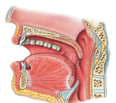knowt flashcard image