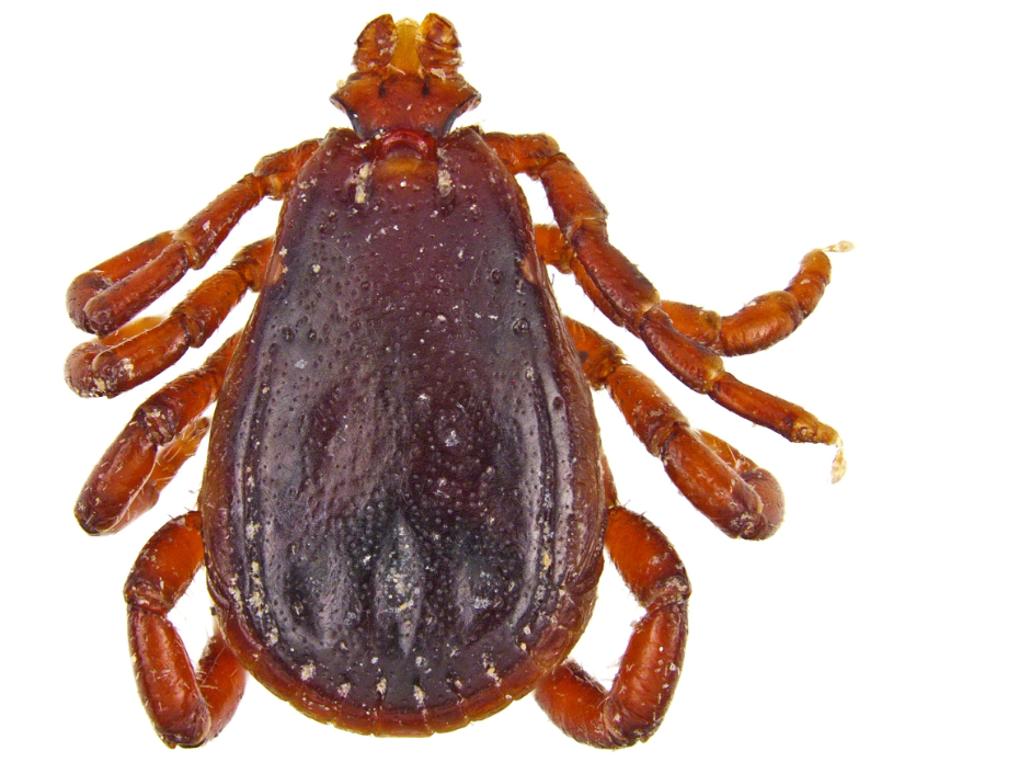 <p>What kind of tick is this</p>