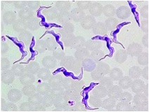 <p>Species?</p>