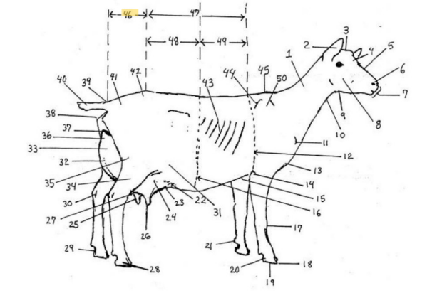 knowt flashcard image