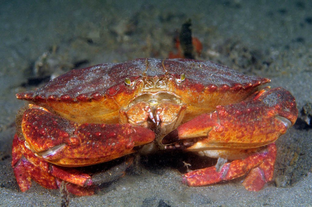 <p>Red rock crab</p>