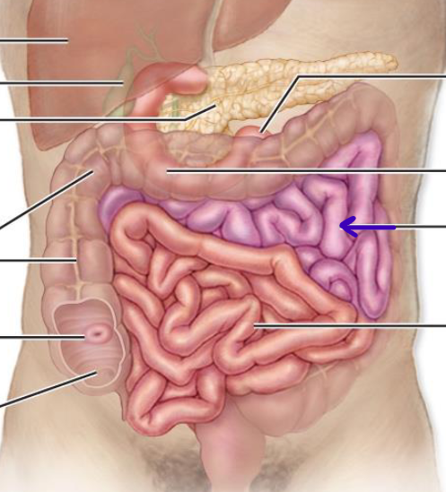 <p>superior left part of coiled intestinal mass</p>