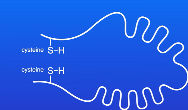 <p>Contains sulfur atom, sulfur atoms in the two cysteine molecules can form a covalent bond, this is called a disulfide bond</p><p>They are relatively strong bonds ,</p>