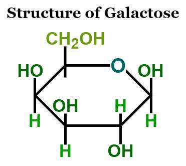 <p>What is galactose?</p>