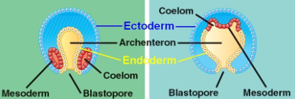 <p>Triploblastic animals</p>