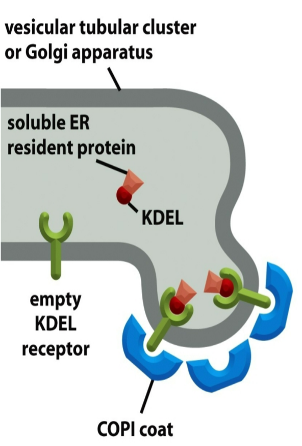 <ul><li><p>membrane ER resident proteins: retrieval signals in cytosolic tails, recognized by COPI coat proteins</p></li><li><p>soluble ER resident proteins: retrieval signals within their structure, bind to receptors (ex: KDEL sequences → cannot have chemical nature altered)</p></li></ul><p></p>