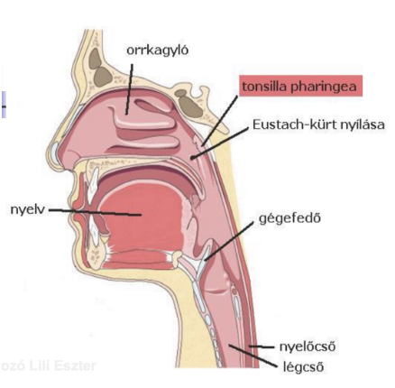 <ul><li><p><em>Tonsilla</em></p></li><li><p><span style="background-color: transparent;">Felépítése: hámmal borított nyiroktüszők</span></p></li><li><p style="text-align: justify;"><span style="background-color: transparent;">Feladata: T és B lymphocyták képzése → védekezés</span></p></li><li><p style="text-align: justify;"><span style="background-color: transparent;">Helyei</span></p><ul><li><p style="text-align: justify;"><span style="background-color: transparent;">Orr- és garatmandula (<em>tonsilla pharyngea</em>) → garat orri szakasza</span></p></li><li><p style="text-align: justify;"><span style="background-color: transparent;">Szájpadmandula (<em>tonsilla palatina</em>) → torok oldalfalán lévő két redő között</span></p></li><li><p style="text-align: justify;"><span style="background-color: transparent;">Nyelvmandula (<em>tonsilla lingualis</em>) → nyelvgyök állományában</span></p></li></ul></li></ul><p></p>