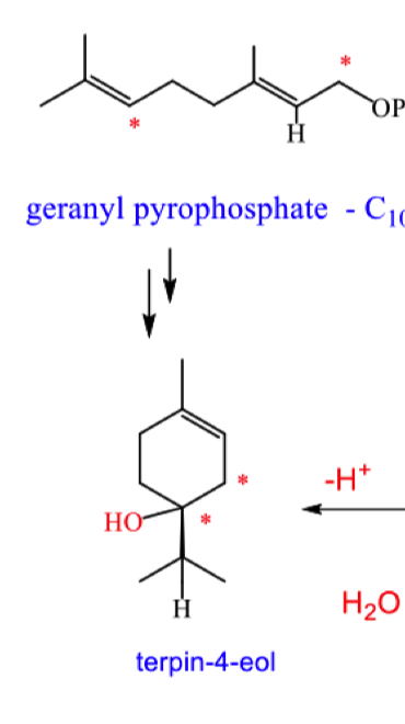 <p>describe how hydride migration forms terpin-4-eol</p>