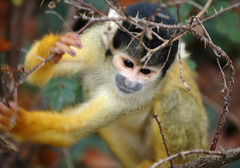 <p>Monkey</p>
