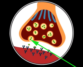 <p>what are these structures known as?</p>