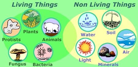 <p><span>abiotic factors</span></p>