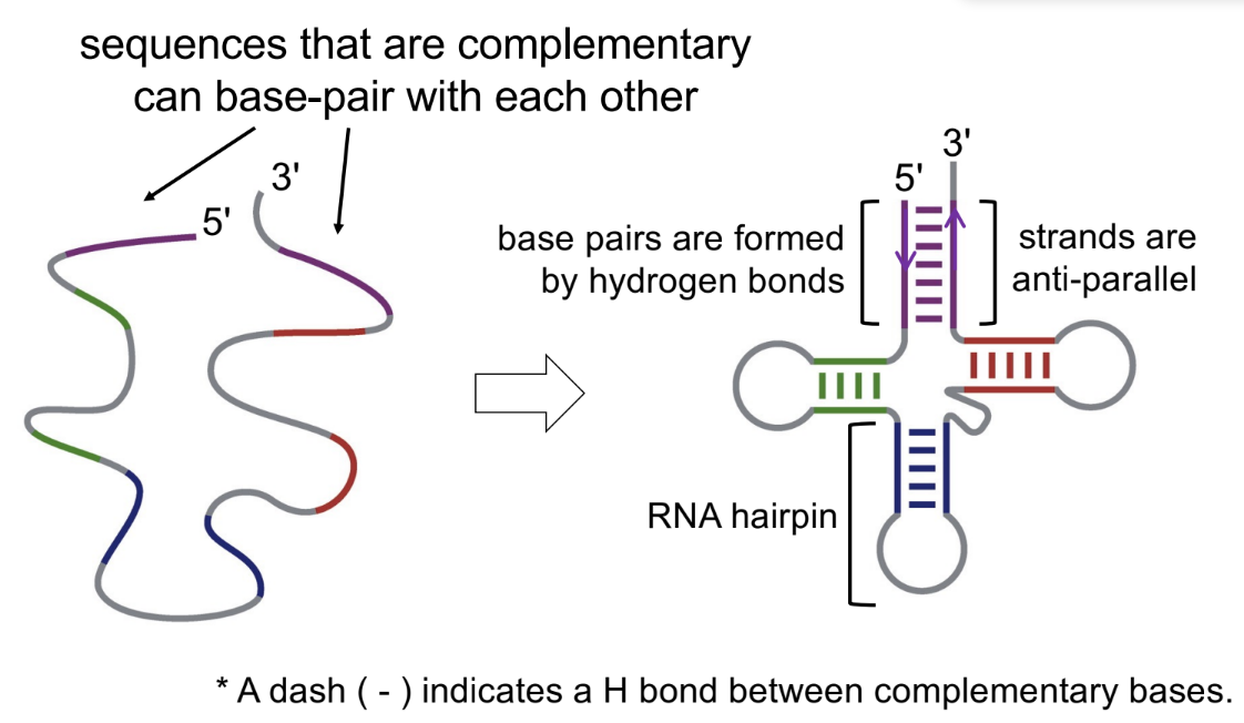 <p>yes</p><ul><li><p>even though it’s single-stranded, it can become a complex structure, where the single strand folds in on itself &amp; the complementary bases can pair together ← anti-parallel</p></li></ul><p></p>