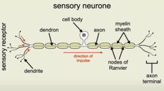 <p>Long dendrites and short axons.</p>