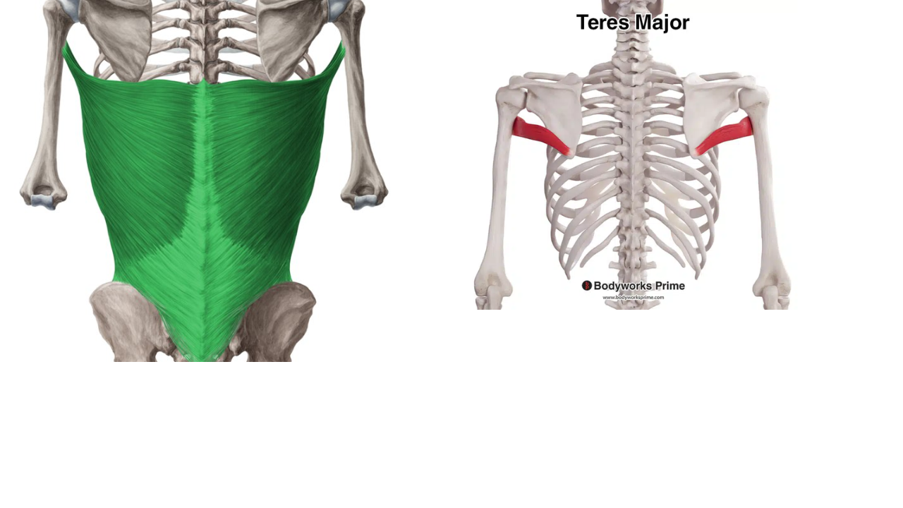 <p>Latissmuss Dorsi, teres Major</p>
