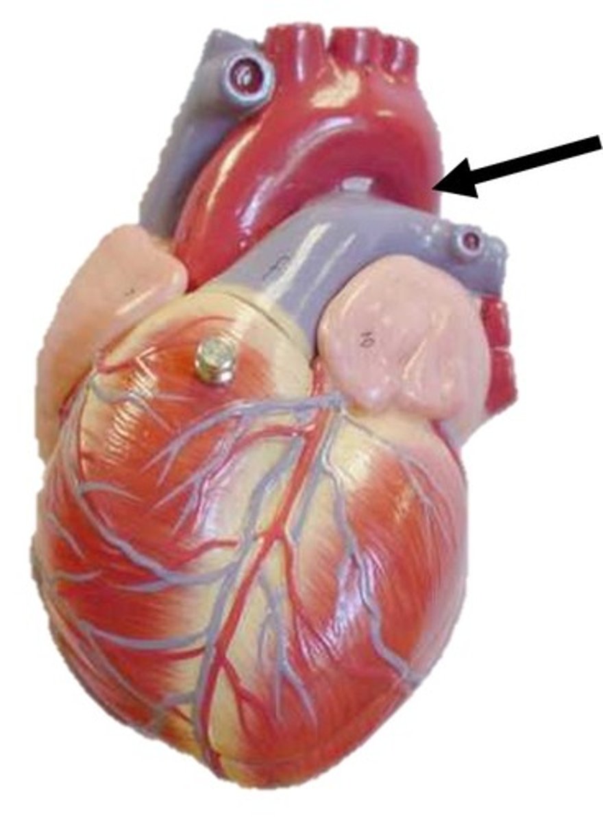 <p>the descending part of the aorta that branches into the thoracic and abdominal aortae</p>