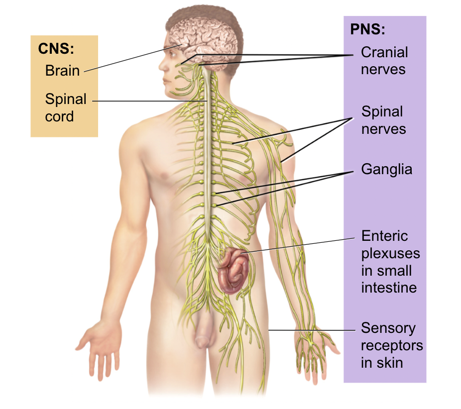 <p><strong>CNS</strong></p><ul><li><p>brain</p></li><li><p>spinal cord</p></li></ul><p><strong>PNS</strong></p><ul><li><p>everything else</p></li></ul><p></p>