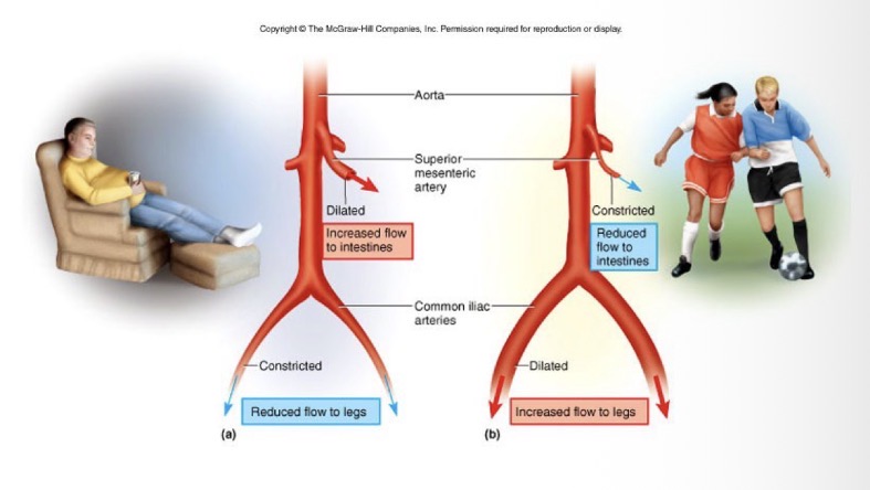 <p>Pressure downstream decreases</p><p>Pressure upstream increase</p><p>Blood takes the path of least resistance </p>