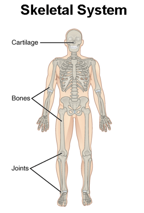 <p>Supports and protects organs/body. Main organs: Bones (206)</p>