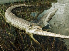 <p>Species that normally live and thrive in a particular ecosystem.</p>