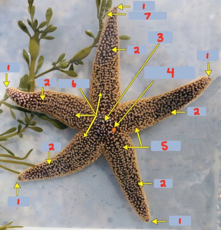 <p>1 (multiple) ?</p>