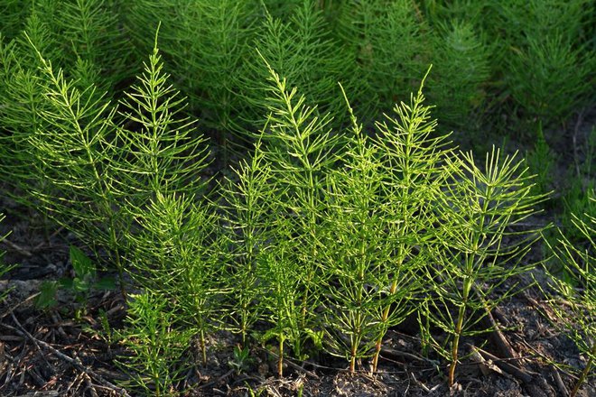 <p>Njivska preslica-Equisetum arvense</p>