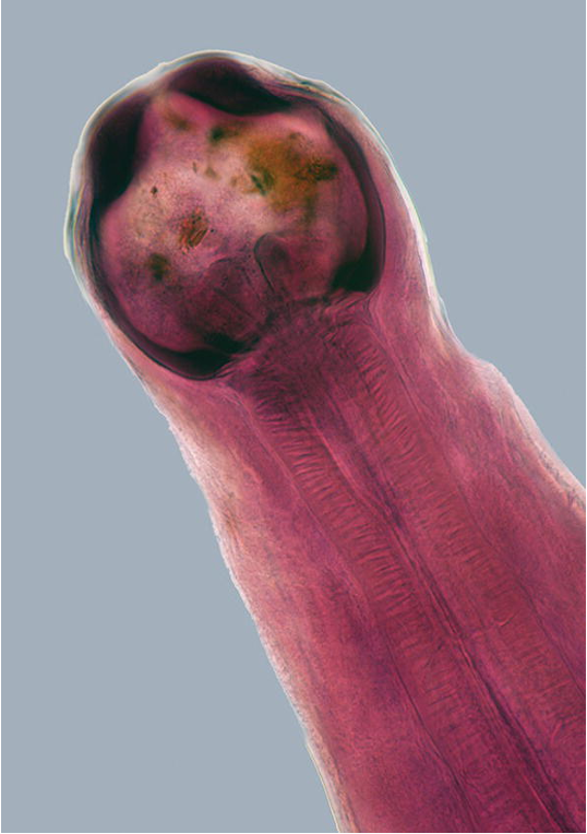 term image