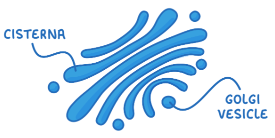 <p>Contain fluid-filled, membrane-bound sacs called cisternae. Contain vesicles.</p><p>Cisternae process and package lipids and proteins. Vesicles store and transport lipids and proteins. Some vesicles synthesise lysosomes.</p>
