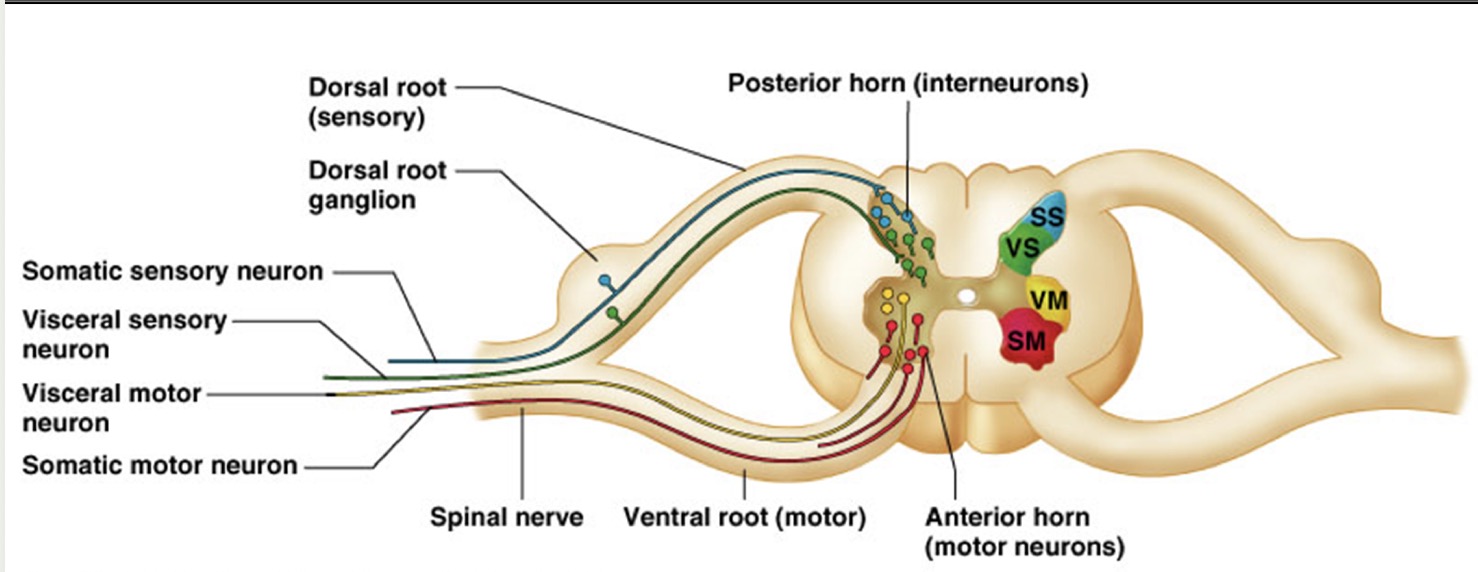 <ul><li><p>Cell bodies of <span style="color: rgb(255, 16, 16);"><strong>motor neurons</strong> </span><span style="color: rgb(2, 2, 2);">= </span>located in <strong>ventral horn</strong> </p><ul><li><p>Axons of <span style="color: rgb(243, 18, 18);"><strong>motor neurons</strong></span> exit spinal cord through ventral root → spinal nerve → ventral OR dorsal ramus → through named nerves to effector</p></li></ul></li><li><p>Cells bodies of<span style="color: rgb(27, 21, 246);"><strong> sensory neurons</strong></span> = located in<strong> dorsal root ganglia</strong></p><ul><li><p>Axons of <span style="color: rgb(52, 28, 243);"><strong>sensory neurons </strong></span>enter through dorsal OR ventral ramus → spinal nerve → dorsal root → synapse with interneuron in dorsal horn</p></li></ul></li><li><p>White matter of spinal cord consists largely of organized myelinated axons organized into <strong>tracts</strong> or<strong> fasciculi</strong></p></li></ul><p></p>