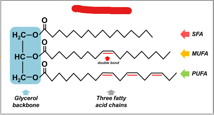 <p>What are the <strong>primary storage form of lipids in the body</strong> and are uniquely<strong> suited for long term energy storage due to their highly reduced chemical structure</strong></p><p></p>