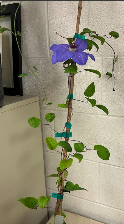 <ul><li><p>trifoliate leaf</p><ul><li><p>90 degree angle on the petiole</p></li></ul></li><li><p>delicate flower</p><ul><li><p>blue, pink, and white</p></li></ul></li></ul><p></p>