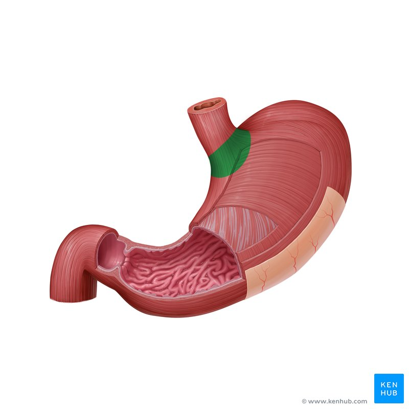 <p>Region of stomach that receives food from esophagus </p>