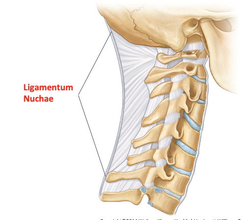 <p>Ligamentum nuchae</p>