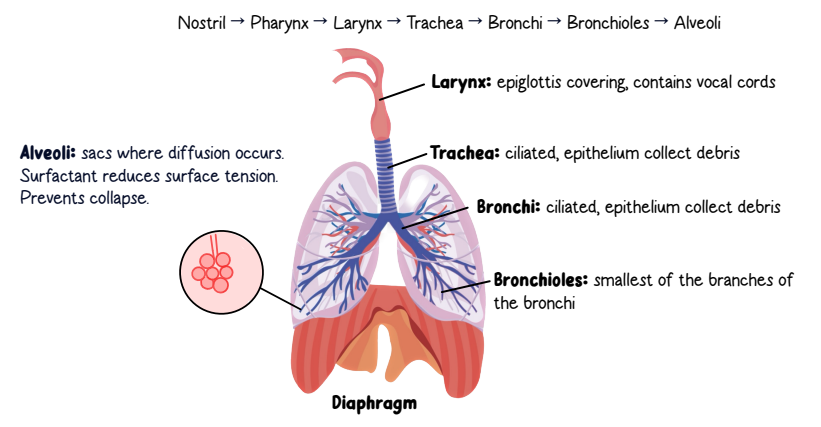 <p><span style="background-color: transparent;"><strong>-Airway Pathway:</strong> Nostrils → Pharynx → Larynx → Trachea → Bronchi → Bronchioles (brang-key-owlz) → Alveoli (Mmenomic: Nice People Love To Breathe Big Air)</span></p><p><span style="background-color: transparent;"><strong>-Larynx:</strong> Vocal cords; epiglottis prevents food from entering the airway.</span></p><p><span style="background-color: transparent;"><strong>-Trachea &amp; Bronchi:</strong> Cilia removes debris.</span></p><p><span style="background-color: transparent;"><strong>-Bronchioles:</strong> Smallest airways&nbsp;</span></p><p><span style="background-color: transparent;"><strong>-Alveoli:</strong> Site of O₂/CO₂ exchange ; surfactant prevents collapse.</span></p><p><span style="background-color: transparent;"><strong>-Diaphragm:</strong> Main muscle of breathing</span></p>
