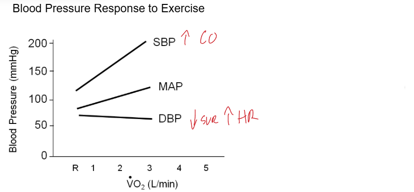 <p><span style="line-height: 0px;">Blood Pressure Response to Exercise​</span></p>