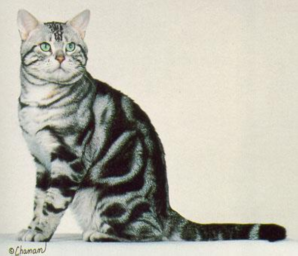 <p> Tabby Pattern, Round face, short neck, stocky</p>