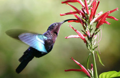 <p>by plants through the soil, by plants through water, by animals through drinking the water or eating the plants, phosphorus now in living creatures</p>