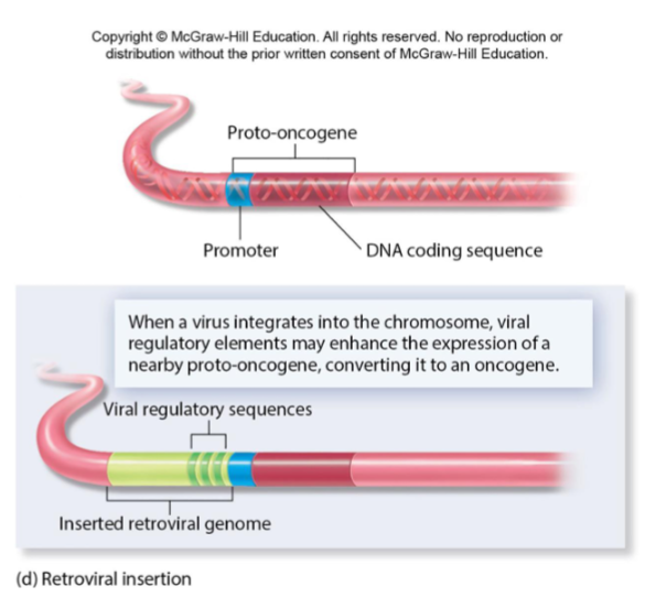 <p>Viral DNA inserts into a chromosome, placing a viral promoter next to a proto-oncogene. If this proto-oncogene becomes overexpressed, it will promote cancer.</p>
